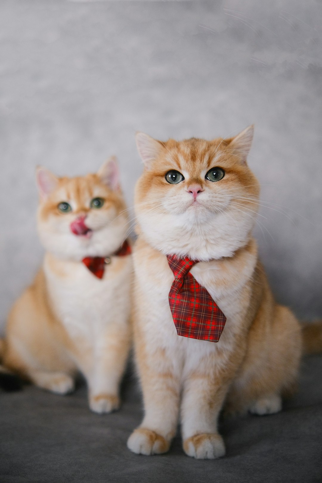 two-cats-wearing-bow-ties-enuvw94axfm
